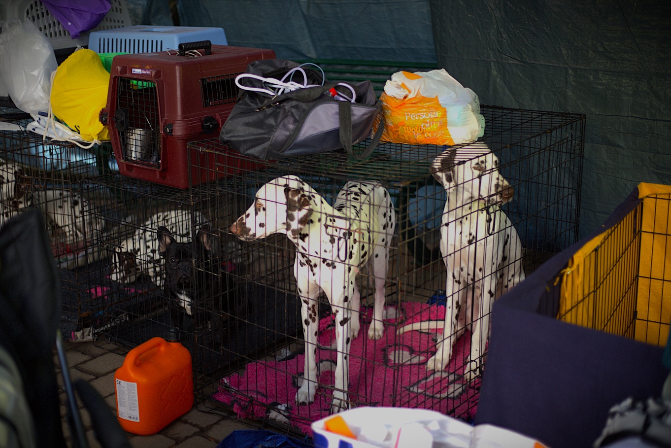 Villa Dante tra cinofilia, storia e tutela del benessere canino: a Messina si chiudono le tradizionali Esposizioni Internazionali dello Stretto per cani di tutte le razze